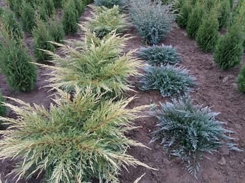 Plante decorative pt o gradina de vis