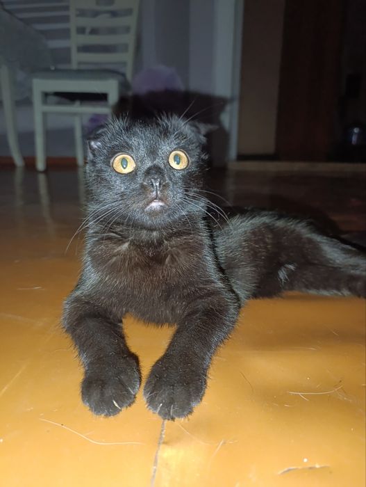 Скотиш фолд смешанные в руки