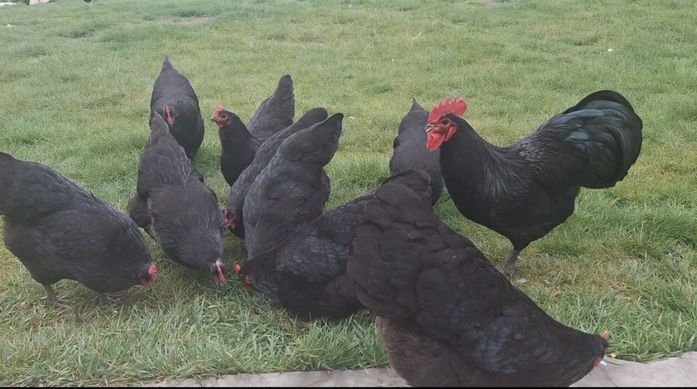 Cocos Australorp-