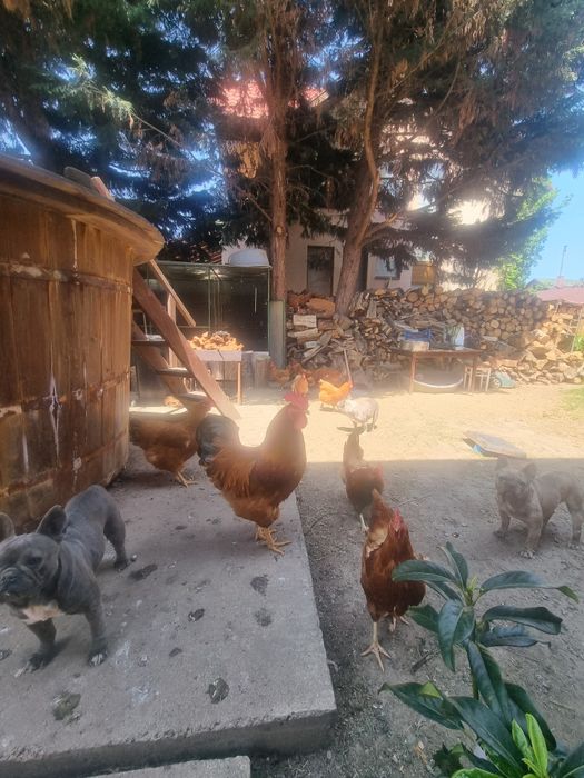 Vand gaini de rasa plaimut si hampshire