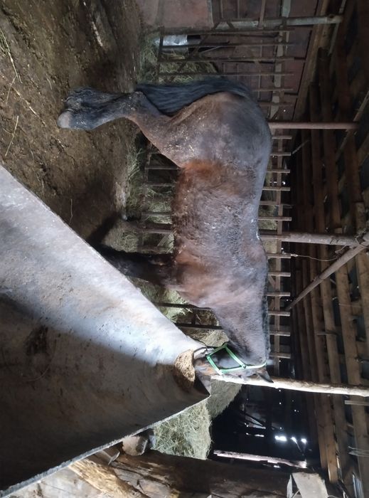 Продам мерина обученный