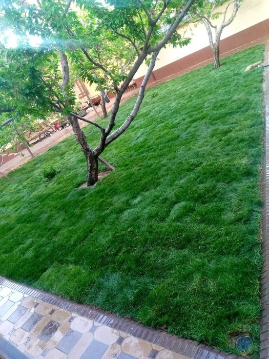 РУЛОННЫЙ газон с доставкой и укладкой