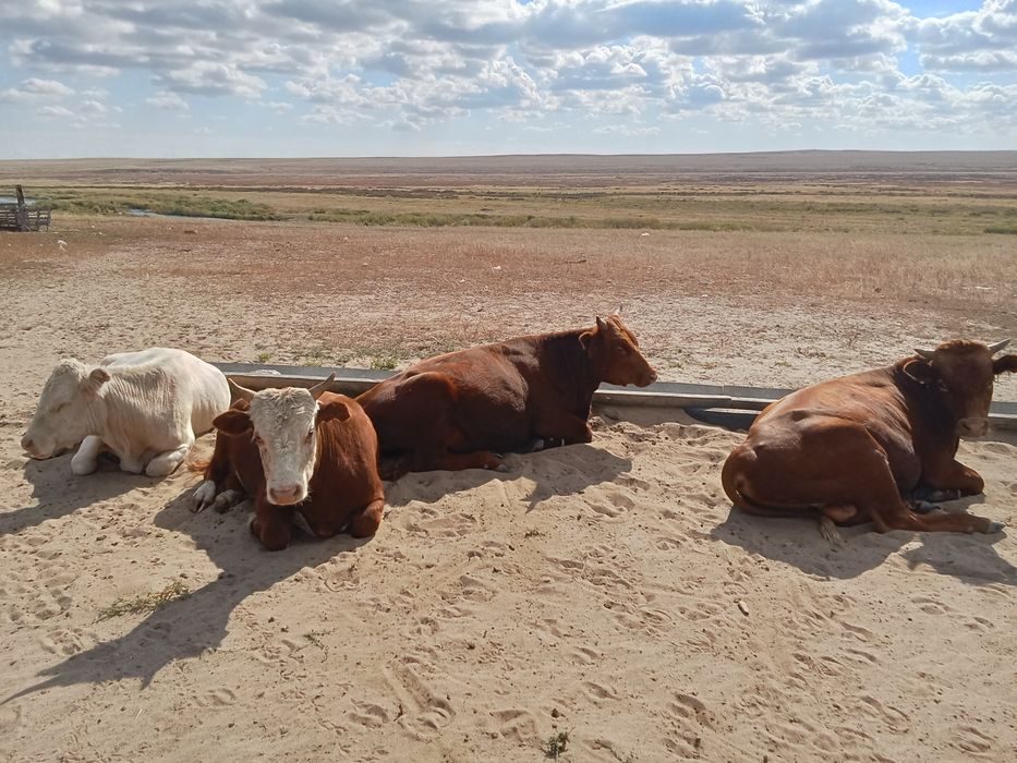6 бас полторашка сатылады
