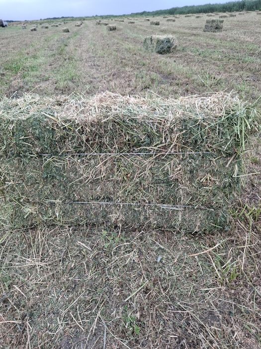 Продам люцерна (жоңышқа)
