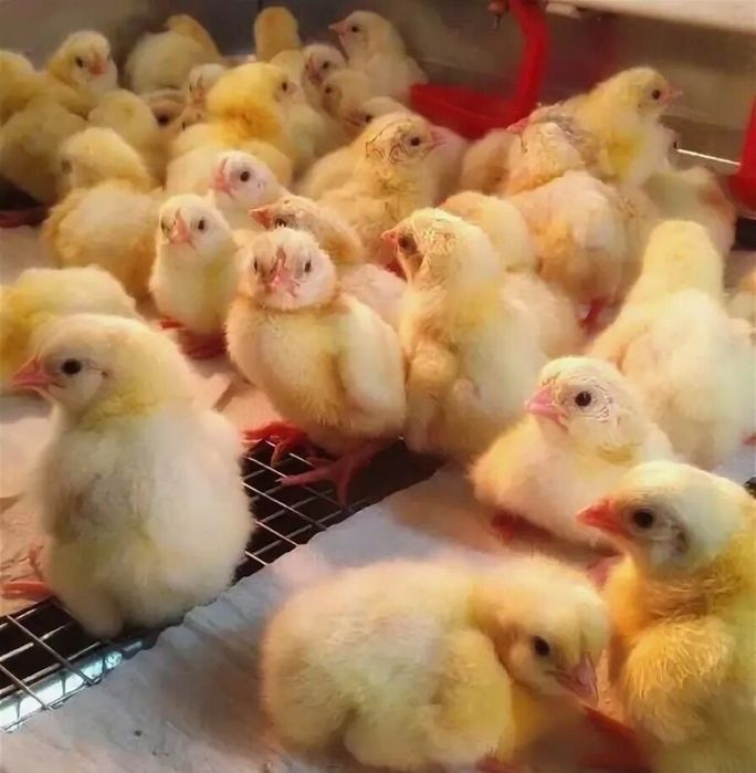 Бройлер суточный Росс 308