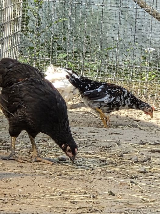 Cochinchina pitic 3 și 4 luni si pitice