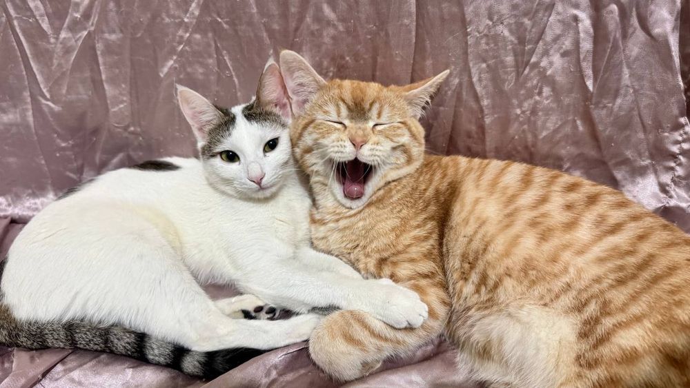 mushukcha, mushuk mushik кошка кошки кот