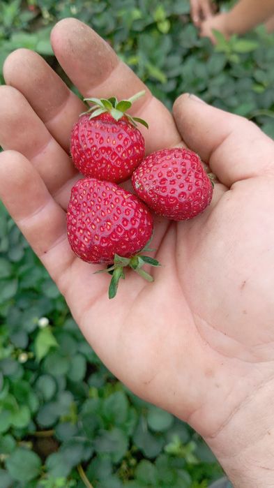 Клубника домашняя на продажу.