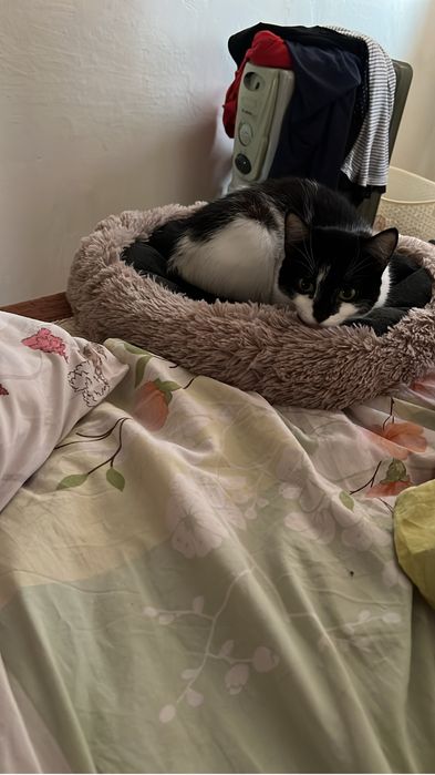 Отдам в добрые руки