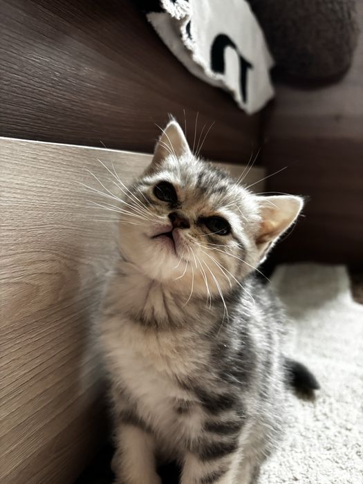 Продам котят, британцы