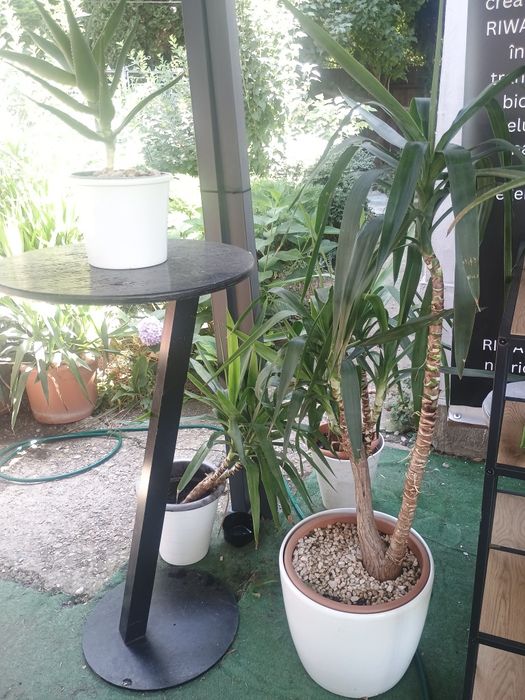 Plantă ornamentală Yukka - 1,6 m