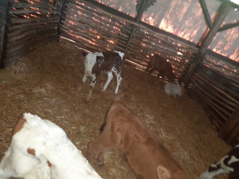 Vând viței înțărcați și semi înțărcați
