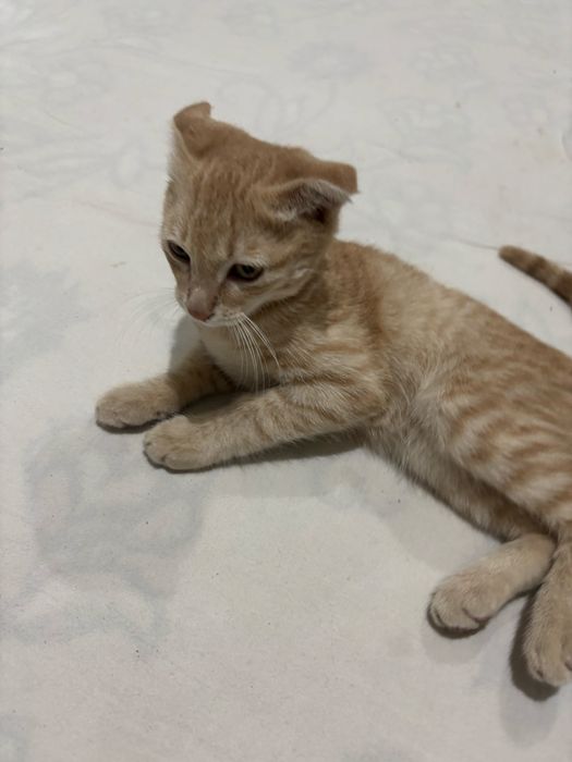 Кошки
