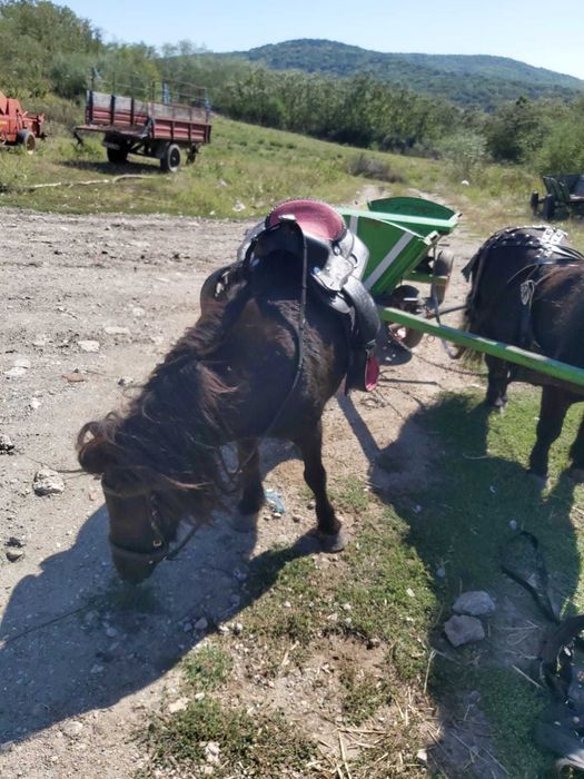 Ponei pereche mascul + femela, caruta, sea, hamuri
