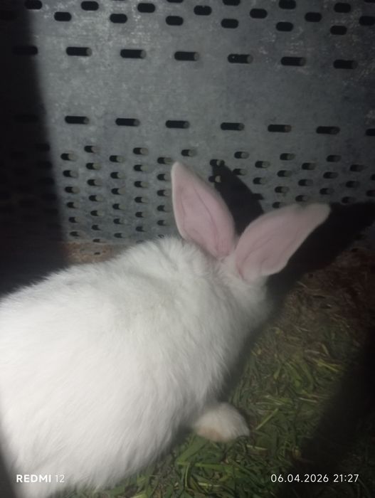 Продам кроликов      .