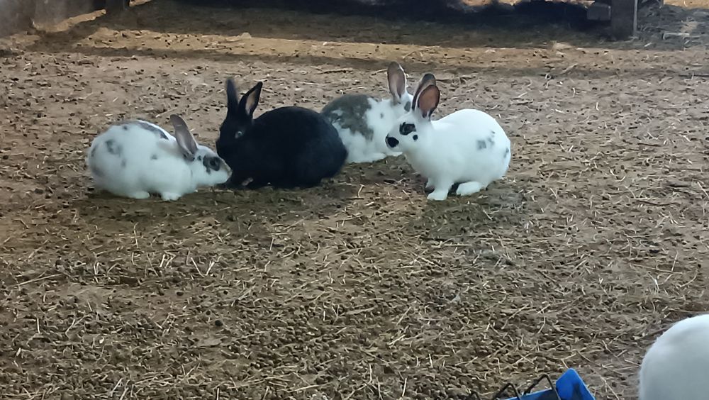 Кролики породистые