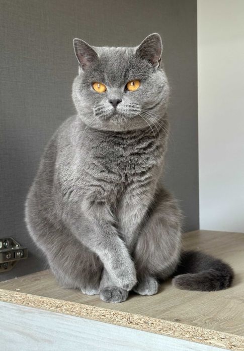 Мъжко синьо британско коте