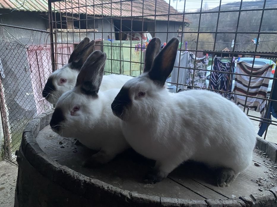 Iepuri de rasa californian