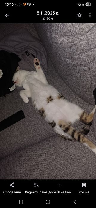 Мъжко, специално котенце търси своя нов дом