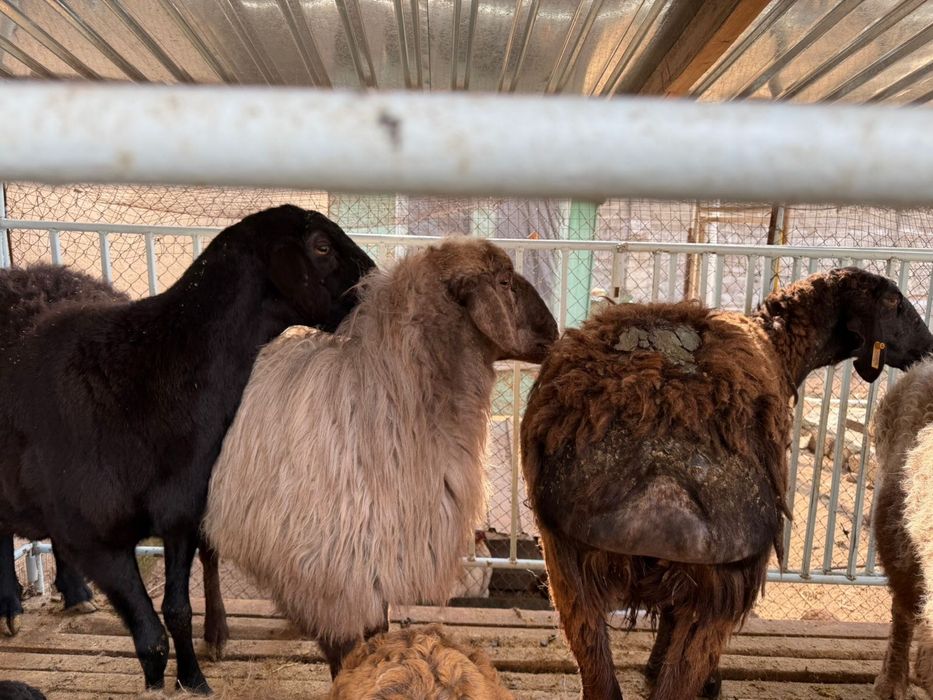 Кой 3 бас кысыр саулык