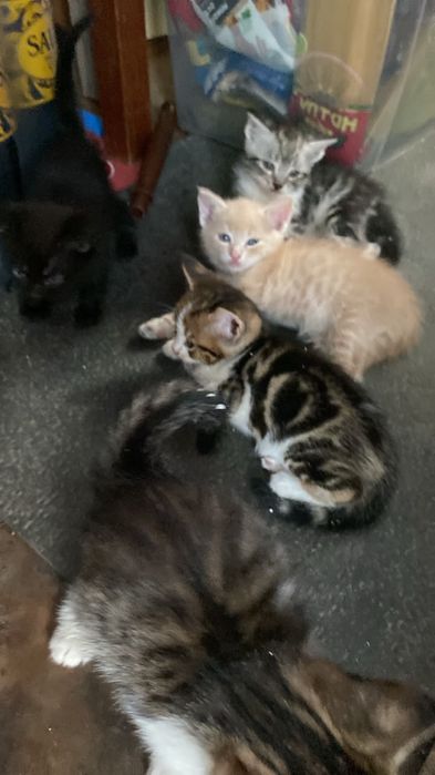 Котята мейнкун ищут семью