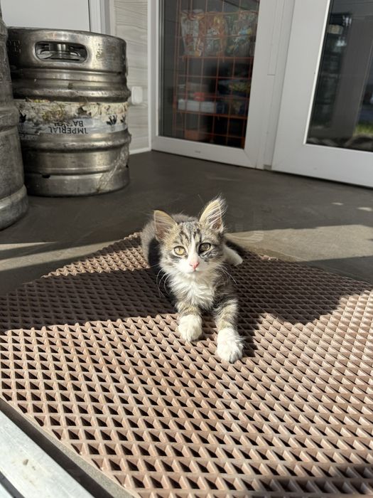 котенок ищет домик