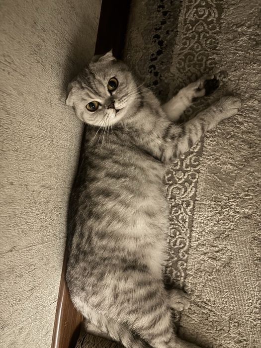 продам девочку котенка