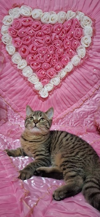 Продаю шотландского котика