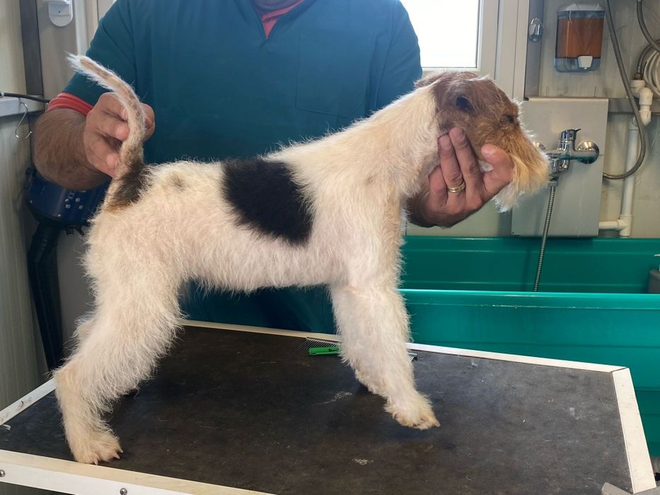 Femela fox terrier