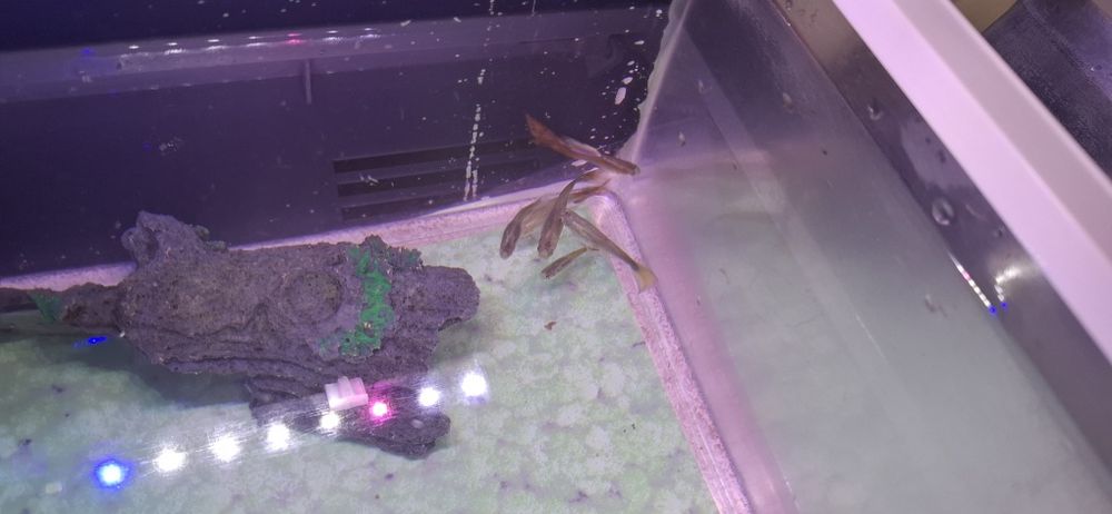 Аквариум с рыбками