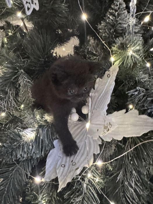 Ктоята скотиш страйт