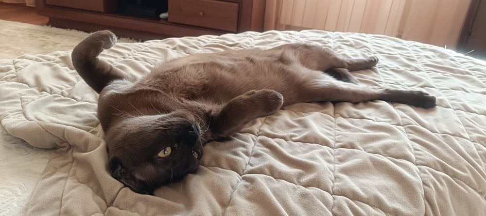 Кот бурма для вязки