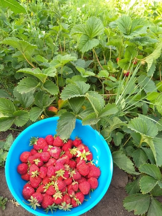 Дача в Садоводе на Наримановке