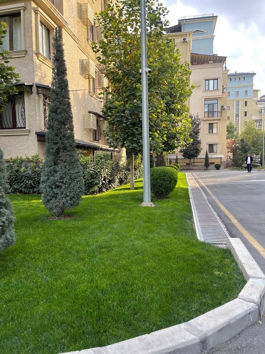 Gazon palif tomchilab suĝorish daraxt ekish