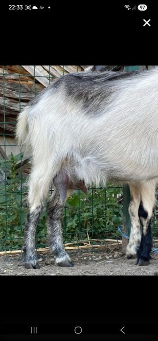 Vând Capre bune de lapte