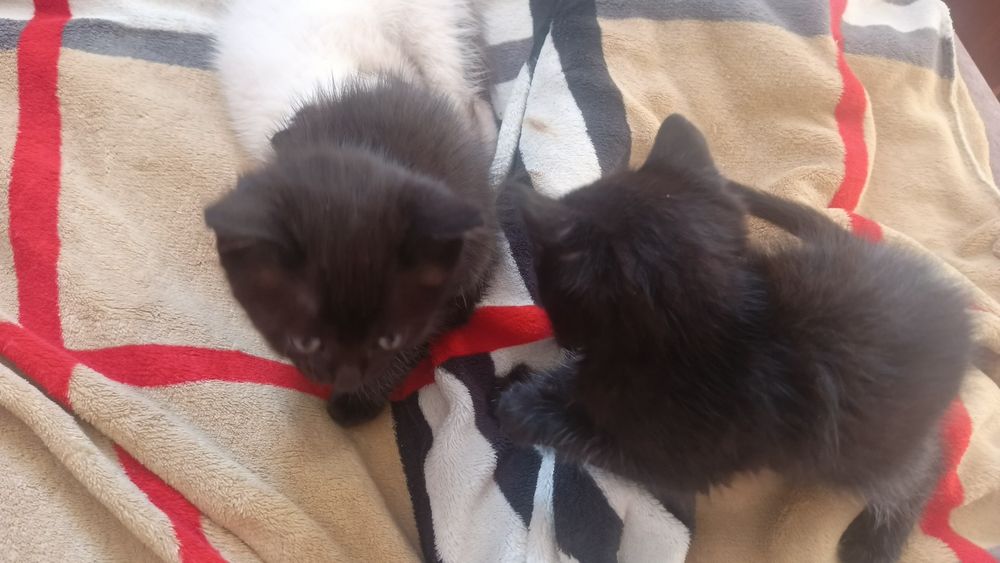 Отдам котят в добрые руки