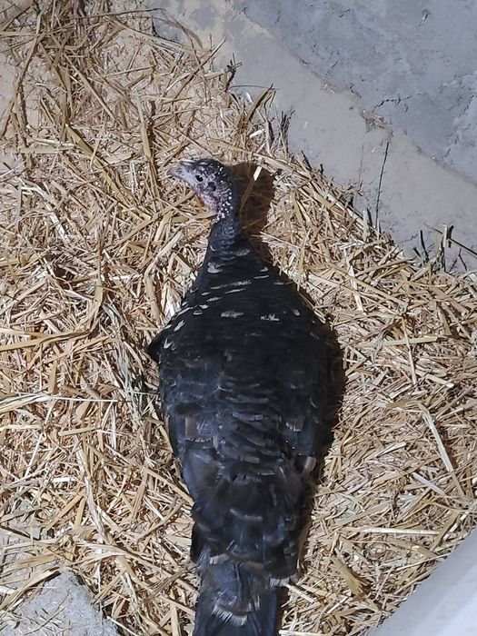 Kurk kurka bor sifat