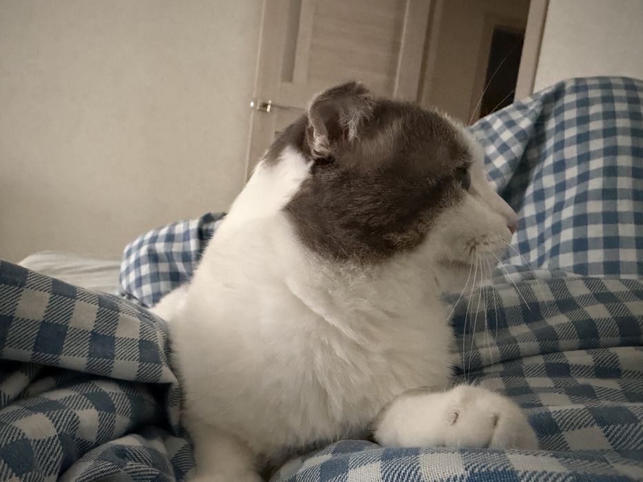 Отдам Кота Бесплатно