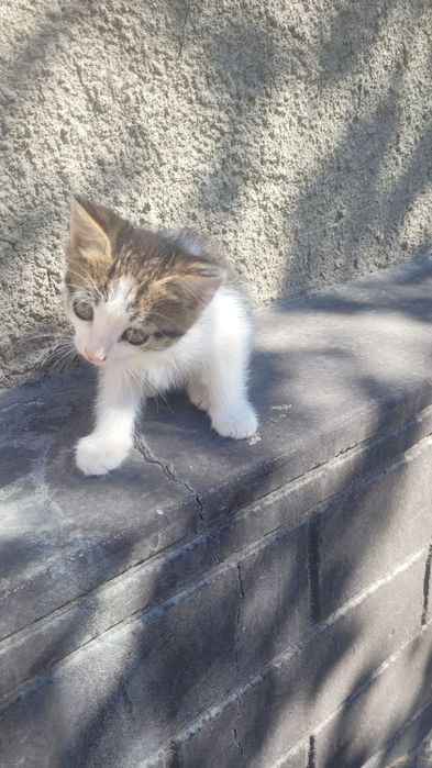 Отдам котят в хорошие руки