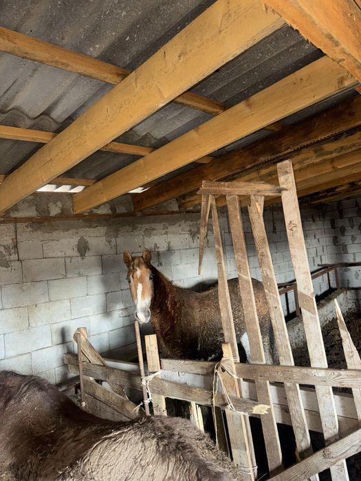 Согым ет тай жылкы