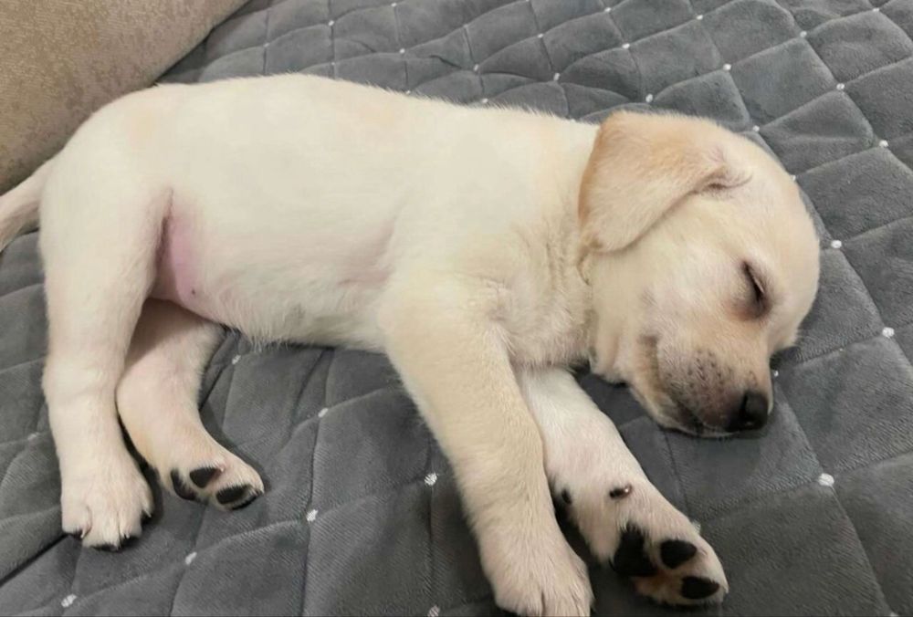 Продаются щенки лабрадора ретривера