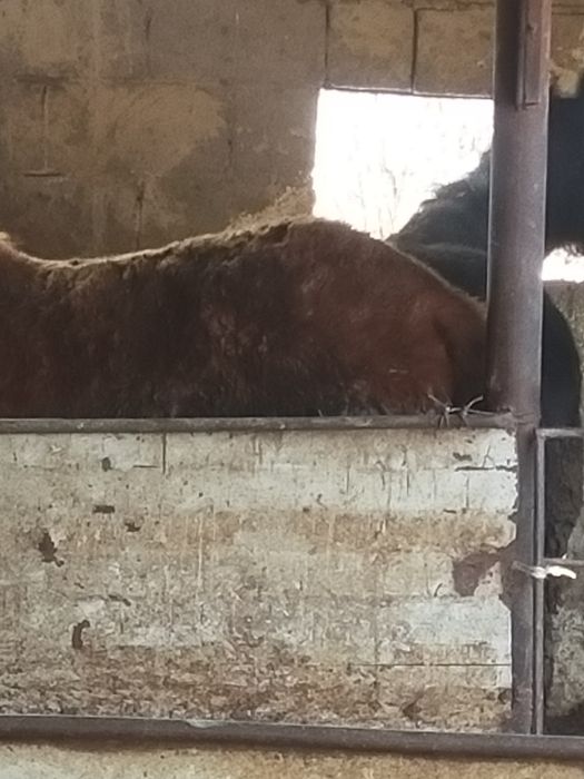 Жабагы сатылды 10 айлык