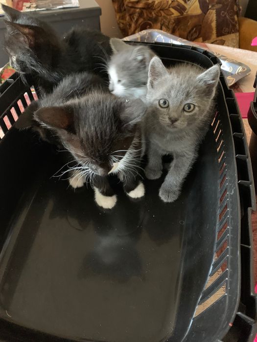 Котенца търсят дом