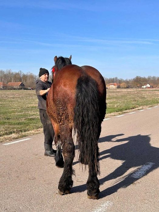 Vând mânz de 1 ani și 9 luni