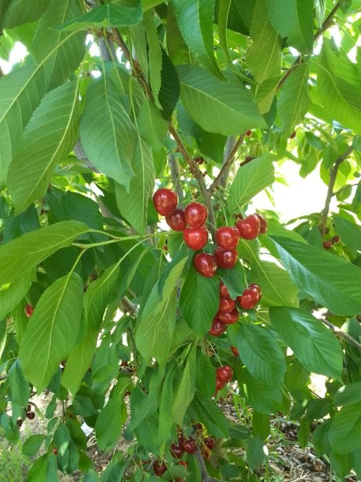 Гилос кучатлари сотилади