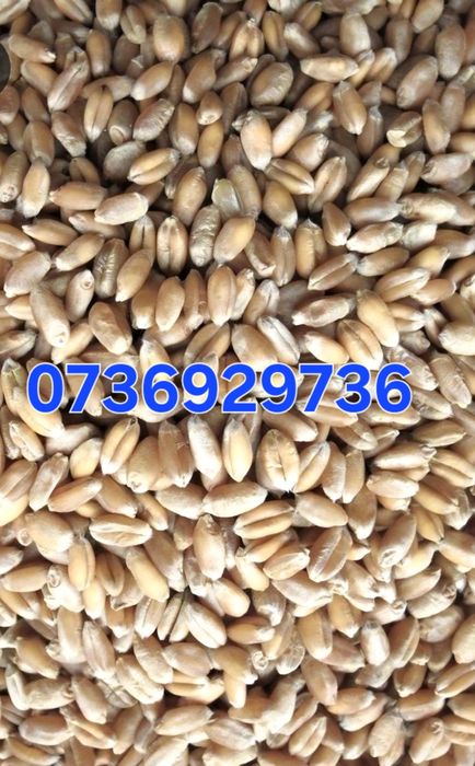 Grau de vanzare 1 leu kg