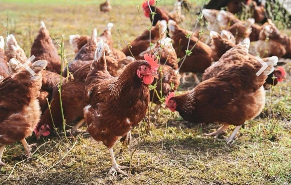 Vand Gaini Rosi Outoare  - livrare la domiciliu