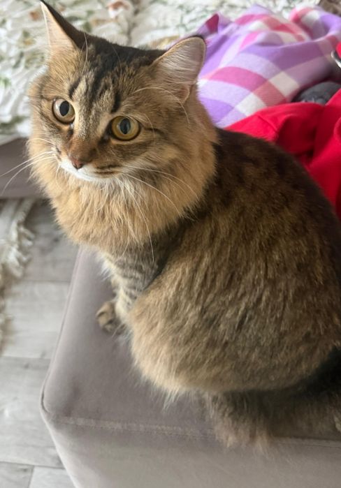 Отдам в добрые руки кошку.