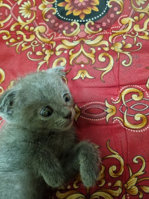 Parodali va bez paroda mushuk va mushukchalar