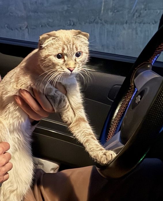 СРОЧНО:Skotish fold mushuk- золотистый таби/golden tabby-чистокровный